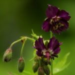 bodziszek żałobny (Geranium phaeum)