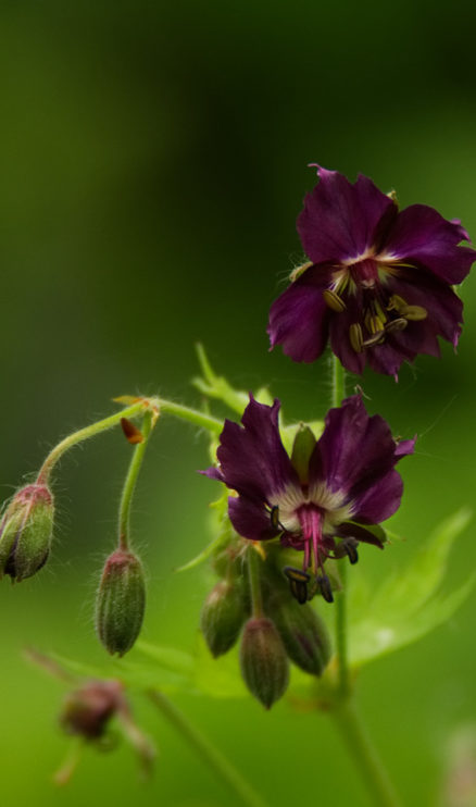 bodziszek żałobny (Geranium phaeum)