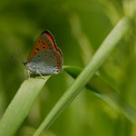 czerwończyk nieparek (Lycaena dispar)