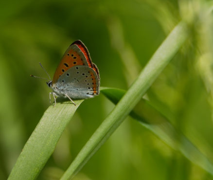 czerwończyk nieparek (Lycaena dispar)