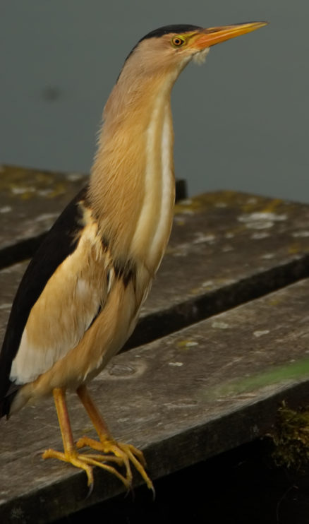 bączek (Ixobrychus minutus)