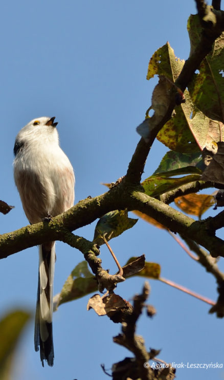 raniuszek (Aegithalos caudatus)