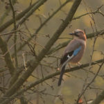 sójka (Garrulus glandarius)