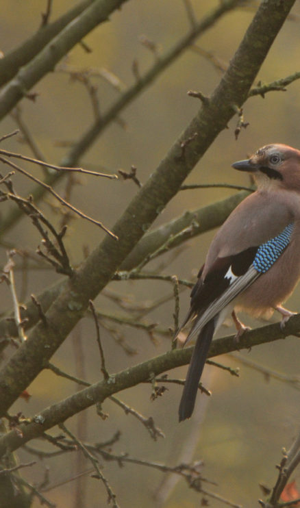 sójka (Garrulus glandarius)