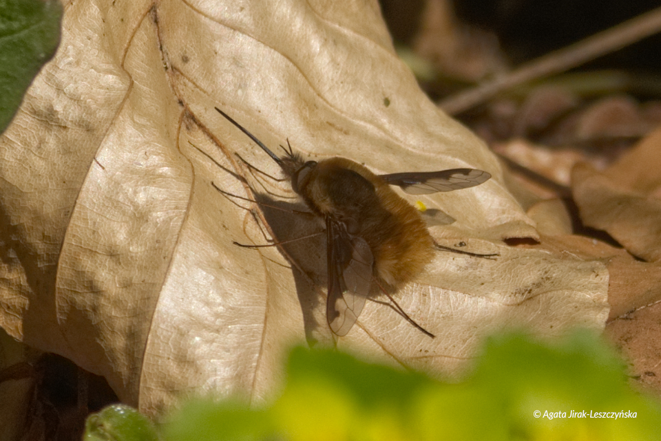 Bujanka większa (Bombylius major) wygrzewająca się na liściu.