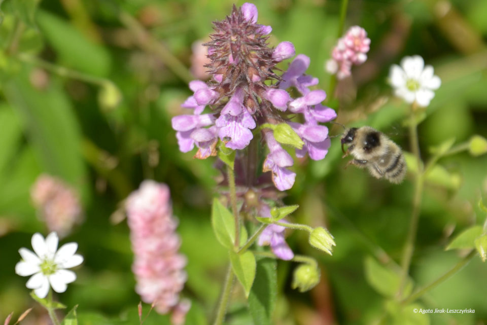 Trzmiel szary (Bombus veteranus).