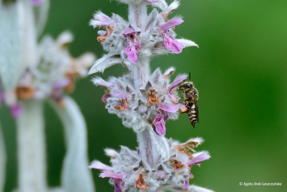 Ścieska porobnicówka (Coelioxys rufescens)