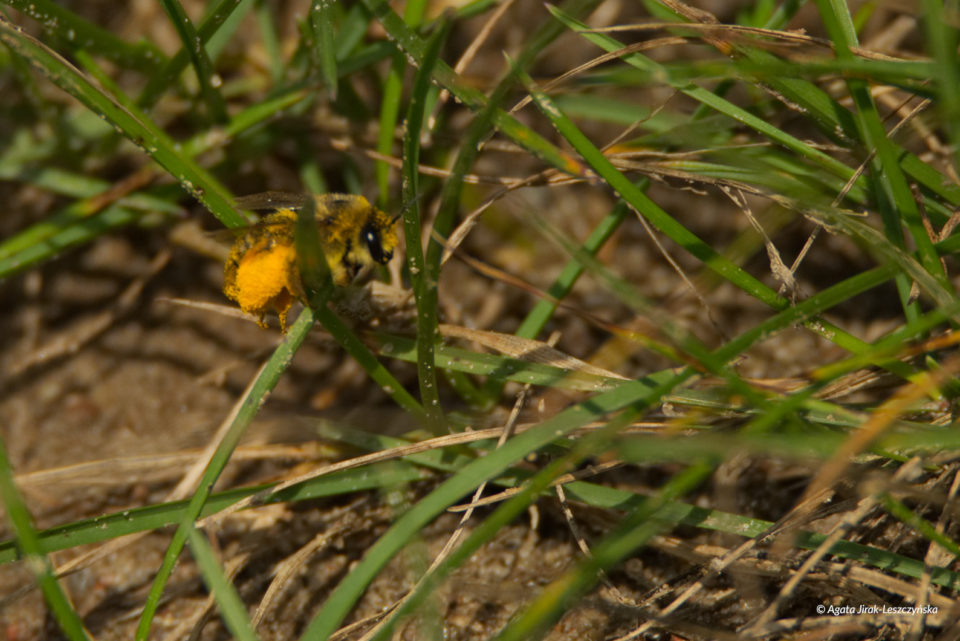 Obrostka letnia (Dasypoda hirtipes).