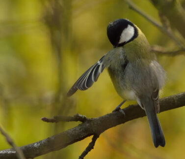 bogatka (Parus major)