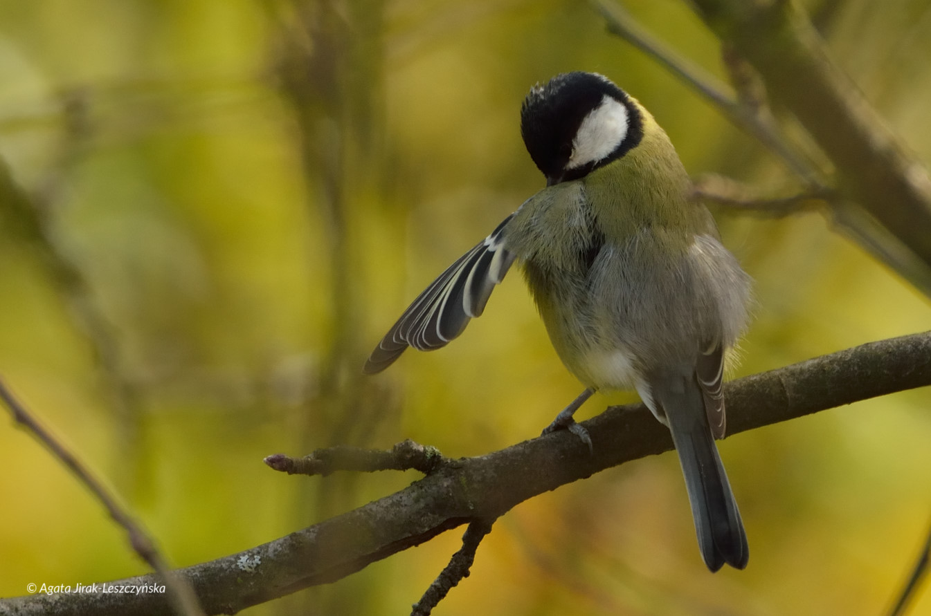 bogatka (Parus major)