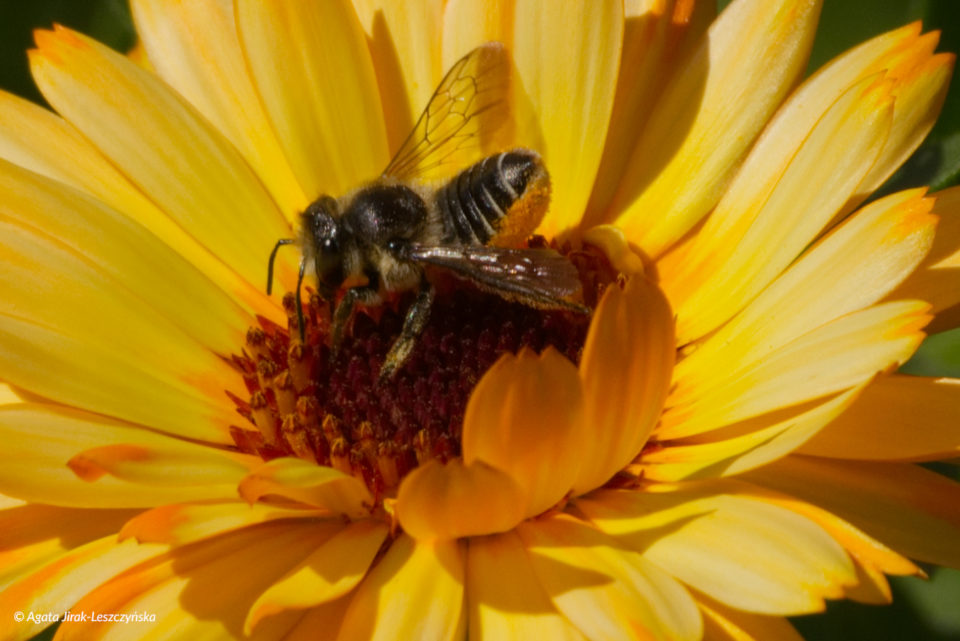 Miesierka (Megachile sp.).