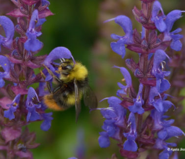 Trzmiel leśny (Bombus pratorum).