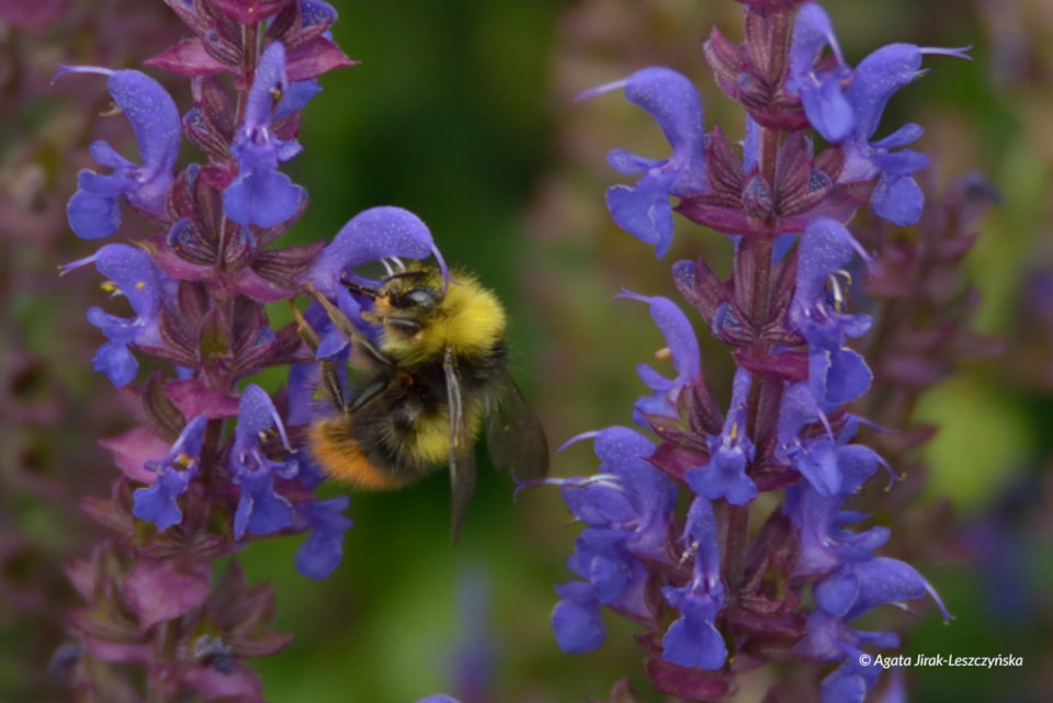 Trzmiel leśny (Bombus pratorum).