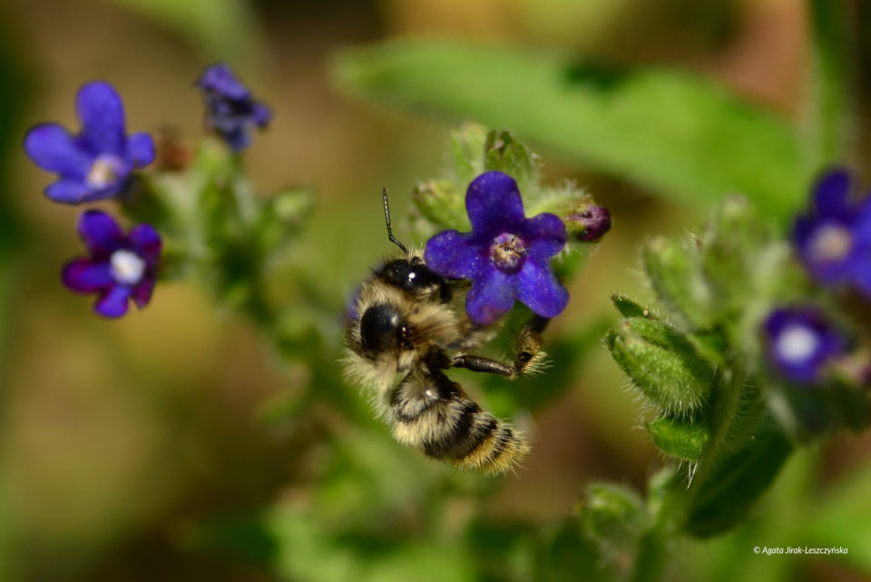 Trzmiel rudoszary (Bombus sylvarum)