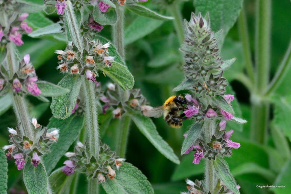 Trzmiel rudy (Bombus pascuorum).